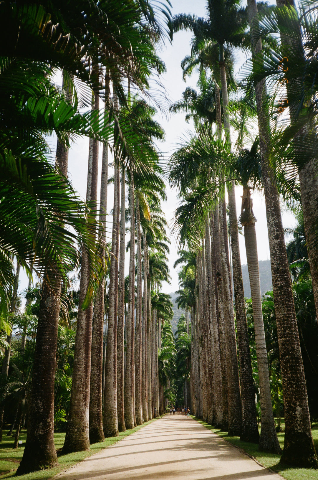 PATHWAY-LINED-IN-TALL-PALM-TREES